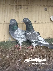  3 حمام باكستاني ازوواج