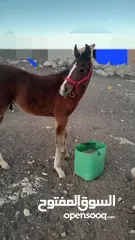  4 مهر العمر ثلاث شهور 20   يوم