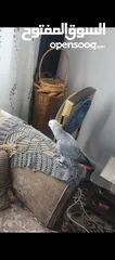  4 ببغاء كاسكو متحدث نمبر ون اليف عجينه محجل حجل فضي بطلع على الايد وما بعض نهائيا شوف الوصف