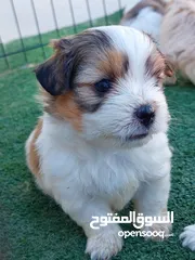  8 كلاب شيتزو ومالتيز