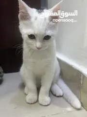  2 female kitten for adoption