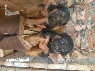  3 جيرمن العمر 50 يوم