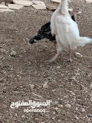  1 وز بط حبش للبيع