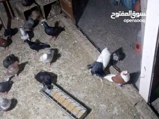  2 جوز حمام يمامه للبيع صحه ونضافه وشغال