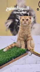  1 Scottish fold pure