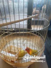  1 فيشر أخوة جاهزين التزاوج واحد ذكر و واحد انث بس ب 300 شيكل أليفين بس صاروا يعضو عشانهم مع بعض افصلهم