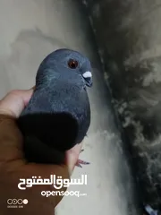  1 حمام للبدل