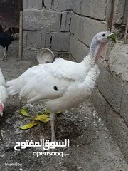  6 فسيفس ابيض بياض للبيع