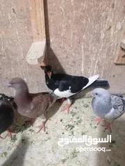  4 للبيع او للبدل فراخ حمام مفاطيم مش مجرودات للبيع  كوم حرق على 3.5 الفرخ او التبديل على كنارات