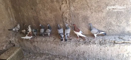  2 حمام جواز شغال