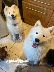  1 بــــــــسعر مغري سامويد وجيرمن