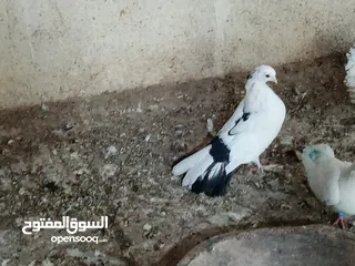  2 دجاجه وديج وحمام اقرا الوصف