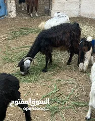  5 حلال للبيع