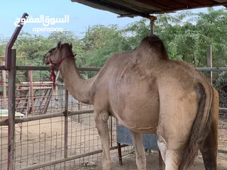  1 ناقه مدني للبيع اقرأ الوصف