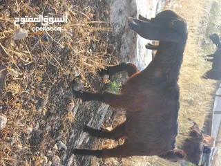  9 عنزه شاميه معه صخله عمر 3 شهور
