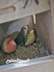  2 جوز روز معاهم فرخ عمر ست اشهر