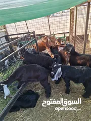  25 للبيع طليان ورخال حرية وتيوس وجفار عواض للمناسبات