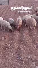  1 خرفان وعبر العدد 29 مسكرات لحم بالصلاه على النبي