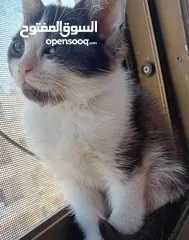  5 سكوتش فولد مكس...