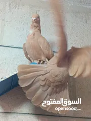  3 حمام برامليات و قرنفلي و امازوني و قفص