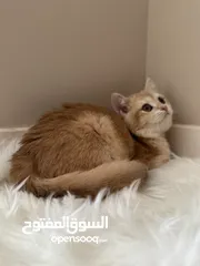  8 قطط ذكور للبيع