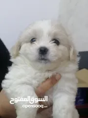  8 كلاب زينة للبيع