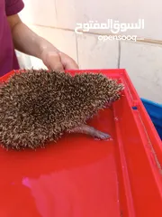  2 قنفذ للبيع