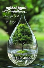  2 بيض فرعوني ابيض