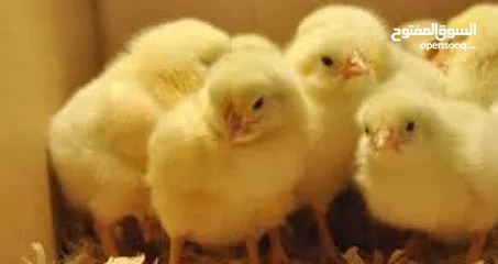  3 صوص لاحم / تسمين موجود اسبوعيا