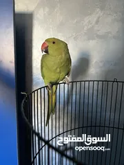  6 ببغاء الدرة