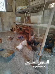 2 فراخ بلدي و  للبيع