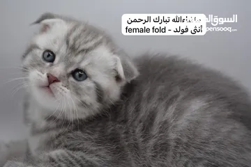  9 سكوتش كيتن فولد وستريت الوان مميزه ليلك ومشمشي وغيرها 15 كيتن
