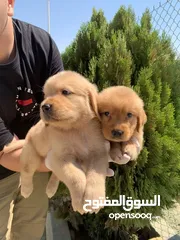 6 المـــــــــاسترد الذهبي ..جولدن ريتريفر