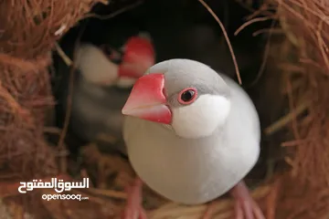  3 java sparrow