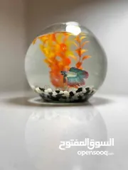  10 احواض سمك زينه بأحجام وأشكال مختلفة
