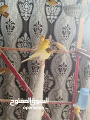  18 كنار جواز مع بيض وفي اجواز مع افراخ