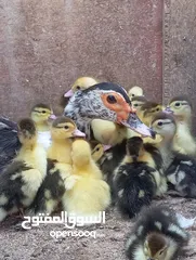  21 طيور للبيع بغرض نقل مكان السكن