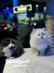  19 Himalayan Scottish fold Persian available in our store delivery all over uae