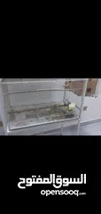  1 cockatiel breeder pair