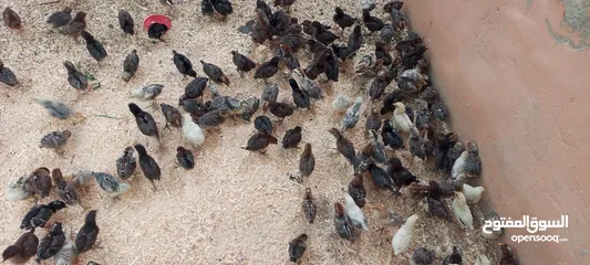  4 صيصان بلدي ومطروحي لوهمان فيومي عمر شهر