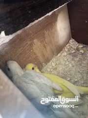  3 جوز حب اقراء الوصف