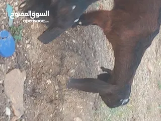  3 عنزه شاميه معه صخله عمر 3 شهور