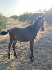  2 مهره بدويه صقلاويه عربيه