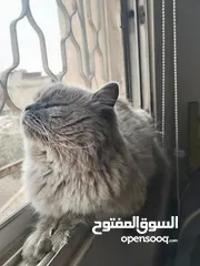 3 قط هملايا للتبني في اربد