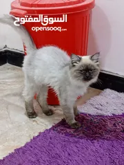  1 قطط شيرازي انثى وذكر للبيع