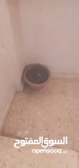  4 قوارير زراعه مع التربه للبيع