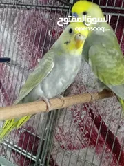  8 جواز حب مشكله