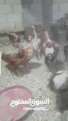  8 دجاج بكستاني