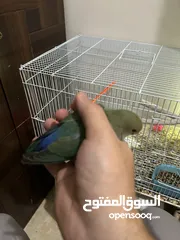  1 Love birds for sale طيور حب للبيع
