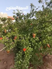  23 منزل مستقل للبيع مساحة 442 مكون من طابقين  الطابق الاول مستقل وشقتين الطابق الثاني كل شقه مستقله